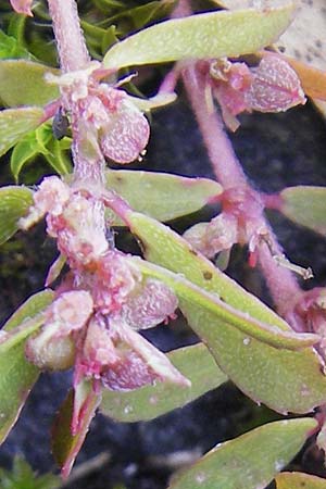 Chamaesyce maculata \ Gefleckte Wolfsmilch / Spotted Spurge, Spotted Sandmat, D Ludwigshafen 19.10.2011