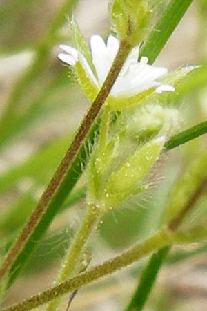 Cerastium tenoreanum \ Tenores Hornkraut / Tenore's Mouse-Ear, D Bastheim-Wechterswinkel 9.5.2015