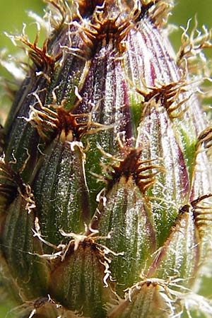 Centaurea australis \ Kleink�pfige Flockenblume / Southern Spotted Knapweed, D Graben-Neudorf 28.6.2015