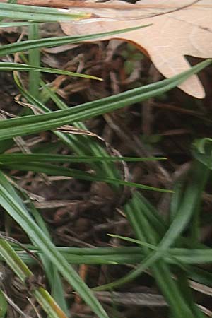 Carex caryophyllea \ Fr�hlings-Segge / Spring Sedge, D Odenwald, Nieder-Beerbach 16.10.2015