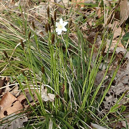 Carex umbrosa \ Schatten-Segge / Umbrosa Sedge, D Kraichgau, Malsch 8.4.2016