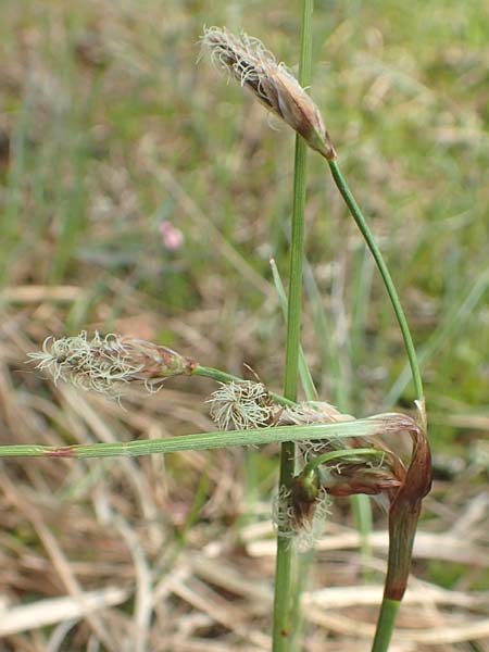 Eriophorum angustifolium \ Schmalbl�ttriges Wollgras / Common Cotton Grass, D Leutkirch 7.5.2016