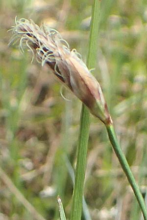 Eriophorum angustifolium \ Schmalbl�ttriges Wollgras / Common Cotton Grass, D Leutkirch 7.5.2016