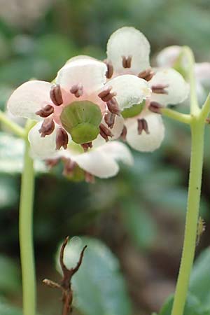 Chimaphila umbellata \ Doldiges Wintergr�n / Pipsissewa, D Babenhausen 20.6.2016