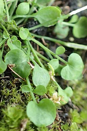 Cardamine corymbosa \ Neuseel�ndisches Schaumkraut / New Zealand Bitter-Cress, D Mannheim 25.9.2017