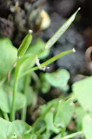 Cardamine corymbosa \ Neuseel�ndisches Schaumkraut / New Zealand Bitter-Cress, D Mannheim 25.9.2017