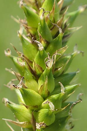 Carex acutiformis \ Sumpf-Segge / Lesser Pond Sedge, D Biebesheim 12.5.2018