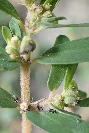 Chamaesyce maculata \ Gefleckte Wolfsmilch / Spotted Spurge, Spotted Sandmat, D Mannheim 24.9.2018