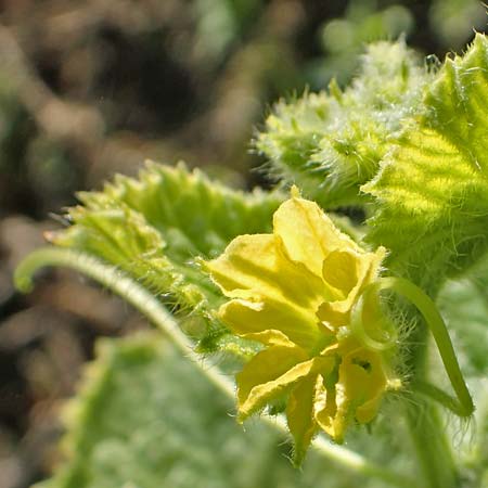Cucumis sativus \ Gurke / Cucumber, D R&ouml;merberg 18.10.2018