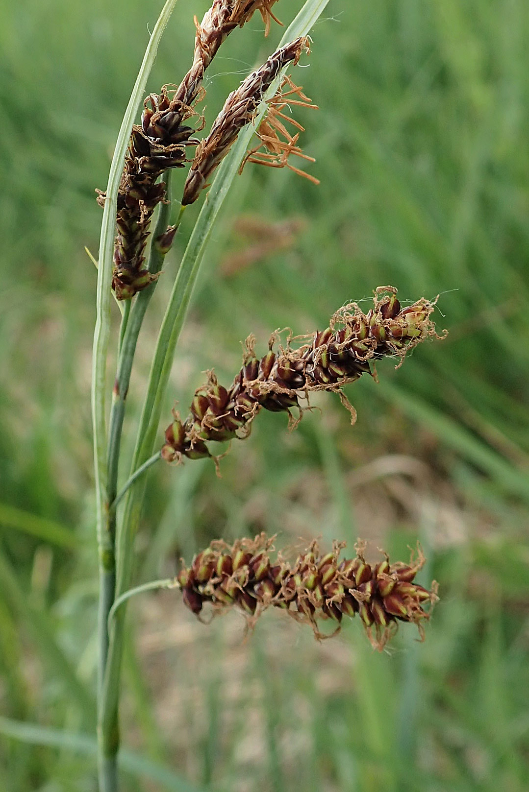 Carex flacca \ Blaugr�ne Segge / Blue Sedge, Carnation Grass, D Neuleiningen 25.5.2020