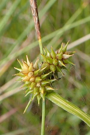 Carex demissa \ Gr�n-Segge / Common Yellow Sedge, D Hunsr&uuml;ck, B&ouml;rfink 18.7.2020