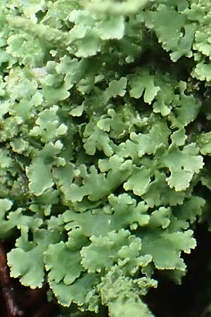 Cladonia coniocraea \ Gew�hnliche S�ulen-Flechte / Common Powderhorn Lichen, D Zwingenberg am Neckar 31.8.2020