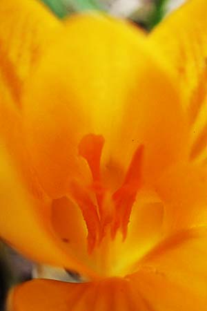 Crocus flavus \ Gold-Krokus / Yellow Crocus, D Ludwigshafen 8.3.2021