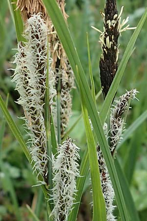 Carex acutiformis \ Sumpf-Segge / Lesser Pond Sedge, D Neuleiningen 15.5.2021
