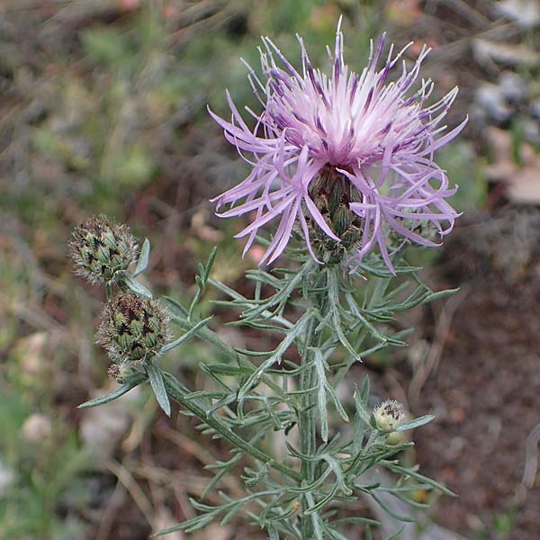 Centaurea stoebe \ Rispen-Flockenblume / Panicled Knapweed, D Th&uuml;ringen, Bad Frankenhausen 8.6.2022