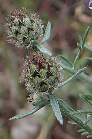 Centaurea stoebe \ Rispen-Flockenblume / Panicled Knapweed, D Th&uuml;ringen, Bad Frankenhausen 8.6.2022