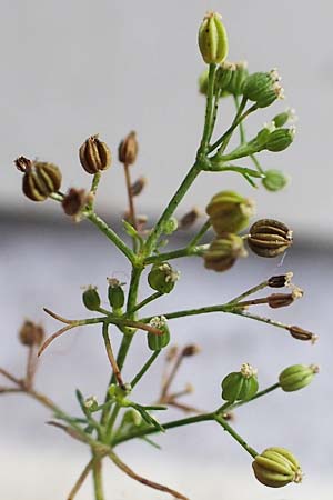 Cyclospermum leptophyllum \ D�nnbl�ttriger Kreissame / Marsh Parsley, Fir-Leaved Celery, D Bochum 21.8.2022