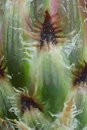 Centaurea australis \ Kleink�pfige Flockenblume / Southern Spotted Knapweed, D Lorch am Rhein 28.7.2023