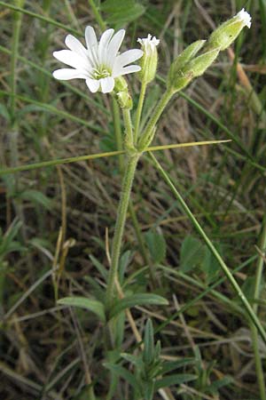 Cerastium arvense \ Acker-Hornkraut / Field Mouse-Ear, D Sandhausen 23.4.2007