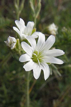 Cerastium arvense \ Acker-Hornkraut / Field Mouse-Ear, D Sandhausen 23.4.2007