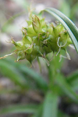 Carex viridula \ Sp�te Gelb-Segge / Little Green Sedge, Small-Fruited Yellow Sedge, D Germersheim-Lingenfeld 28.7.2007