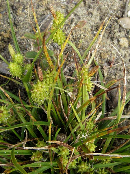 Carex viridula \ Sp�te Gelb-Segge / Little Green Sedge, Small-Fruited Yellow Sedge, D Germersheim-Lingenfeld 28.7.2007