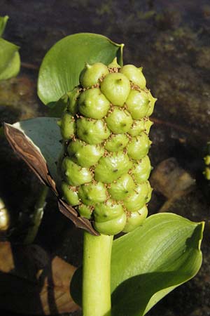 Calla palustris \ Sumpf-Calla / Bog Arum, D Botan. Gar.  Universit.  Mainz 4.8.2007