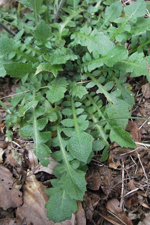Arabidopsis arenosa \ Sand- / Sand Rock-Cress, D Schwarzwald/Black-Forest, Todtnau 18.8.2007