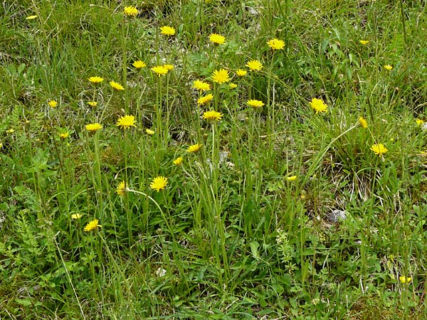 Crepis alpestris \ Alpen-Pippau, Voralpen-Pippau / Alpine Hawk's-Beard, D Ulm 2.6.2015