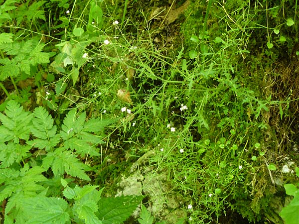 Arabidopsis arenosa \ Sand- / Sand Rock-Cress, D Beuron 11.7.2015