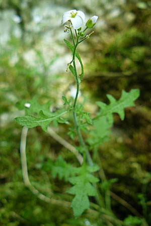 Arabidopsis arenosa \ Sand- / Sand Rock-Cress, D Beuron 11.7.2015