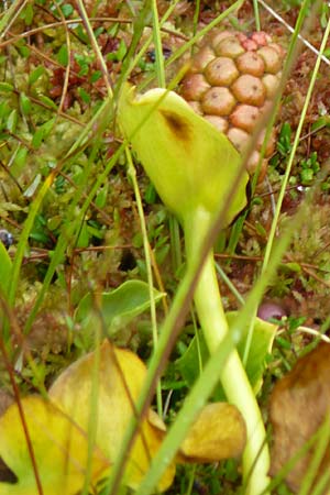 Calla palustris \ Sumpf-Calla / Bog Arum, D Neum&uuml;nster, Dosenmoor 16.9.2021