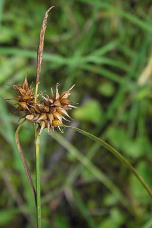 Carex lepidocarpa \ Schuppenfr�chtige Gelb-Segge / Shed Sedge, D Lorch 31.8.2013
