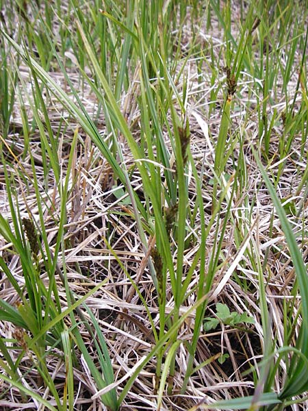 Carex disticha \ Zweizeilige Segge / Brown Sedge, Two-Ranked Sedge, D M&uuml;nzenberg 25.4.2015
