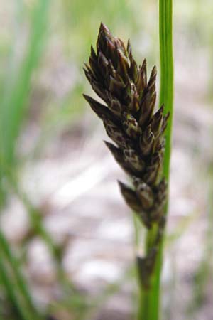 Carex disticha \ Zweizeilige Segge / Brown Sedge, Two-Ranked Sedge, D M&uuml;nzenberg 25.4.2015