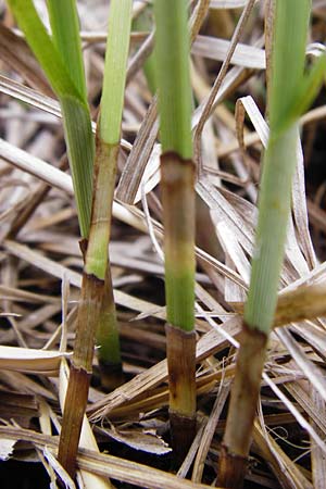 Carex disticha \ Zweizeilige Segge / Brown Sedge, Two-Ranked Sedge, D M&uuml;nzenberg 25.4.2015