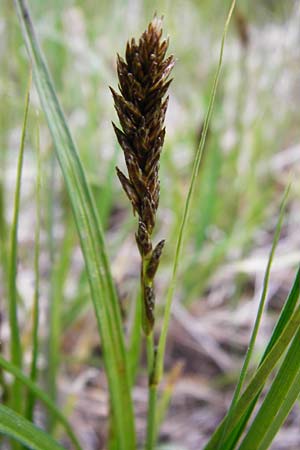 Carex disticha \ Zweizeilige Segge / Brown Sedge, Two-Ranked Sedge, D M&uuml;nzenberg 25.4.2015