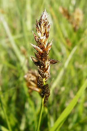 Carex disticha \ Zweizeilige Segge / Brown Sedge, Two-Ranked Sedge, D Karben 2.5.2015