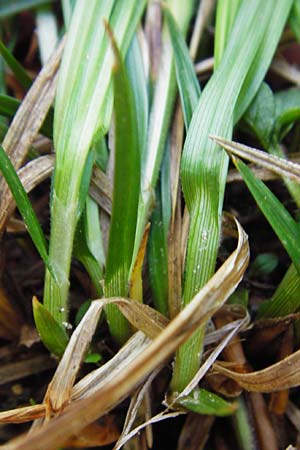 Carex umbrosa \ Schatten-Segge / Umbrosa Sedge, D Schriesheim-Altenbach 7.5.2015