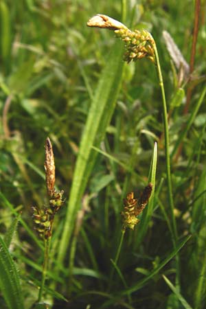 Carex caryophyllea \ Fr�hlings-Segge / Spring Sedge, D Herborn 16.5.2015