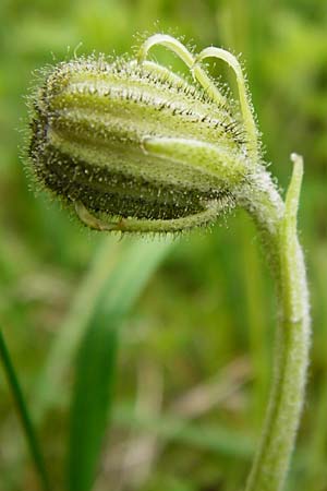 Crepis alpestris \ Alpen-Pippau, Voralpen-Pippau / Alpine Hawk's-Beard, D Ulm 2.6.2015