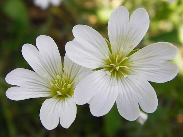 Cerastium arvense \ Acker-Hornkraut / Field Mouse-Ear, D Fridingen 3.6.2015