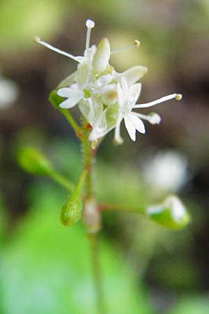 Circaea alpina \ Alpen-Hexenkraut / Alpine Enchanter's Nightshade, Small Enchanter's Nightshade, D Schwarzwald/Black-Forest, Kniebis 5.8.2015