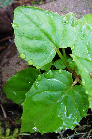 Circaea alpina \ Alpen-Hexenkraut / Alpine Enchanter's Nightshade, Small Enchanter's Nightshade, D Schwarzwald/Black-Forest, Kniebis 5.8.2015