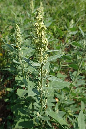 Chenopodium album \ Wei�er G�nsefu�, Wilde Melde / Fat Hen, D Runkel an der Lahn 22.8.2015