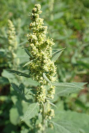 Chenopodium album \ Wei�er G�nsefu�, Wilde Melde / Fat Hen, D Runkel an der Lahn 22.8.2015