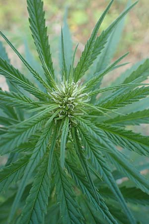 Cannabis sativa \ Hanf / Hemp, D Mannheim 9.9.2015