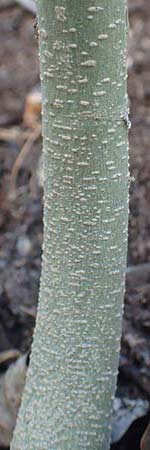 Cannabis sativa \ Hanf / Hemp, D Mannheim 9.9.2015