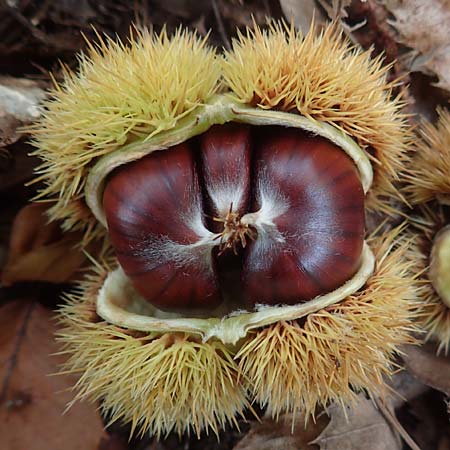 Castanea sativa \ Edel-Kastanie, Ess-Kastanie / Sweet Chestnut, D Wachenheim 25.10.2015