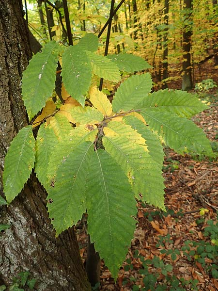 Castanea sativa \ Edel-Kastanie, Ess-Kastanie / Sweet Chestnut, D Wachenheim 25.10.2015